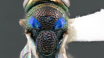 A newly discovered wasp from the UAE with the scientific name Perilampus awbalus. Courtesy: Magnolia Press, “reproduced with permission from the copyright holder”.
