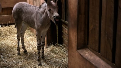An African Somali wild foal born in captivity is shown to the public for the first time at Buin zoo in Santiago, Chile. Reuters