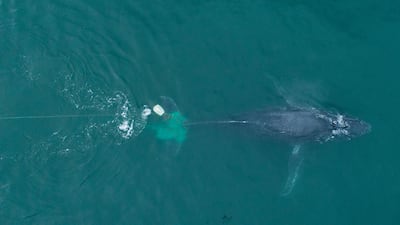 A humpback whale trapped in a fishing net as it is being freed by a Sea Shepherd crew, in San Felipe, Baja California Norte, Mexico. Reuters