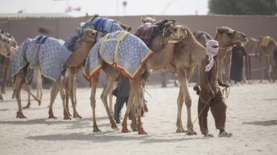 Camels are led across the grounds of the Al Wathba track.