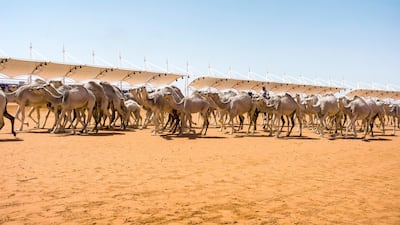 There are various features judges look for in 'beautiful' camels, including long lashes. Maxime Fossat for The National