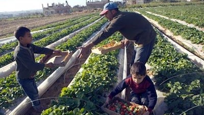 Members of the Abu Halima family harvest strawberries at their farm in Beit Lahiya.