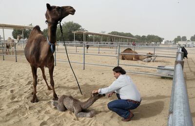 Dr Nagy strokes a calf at the Camelicious Farm in Dubai. The business he helped to establish has tapped into demand for camel milk and ice cream. Pawan Singh / The National