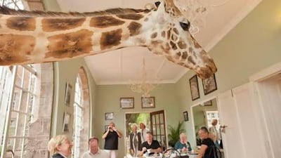 Breakfast is easy to ignore when there is a live giraffe poking his head in the window looking for treats. Courtesy of The Safari Collection