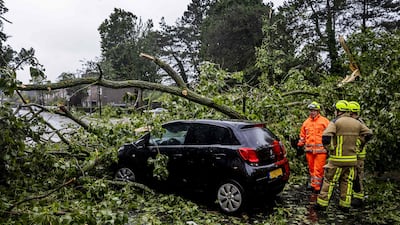 City employees attempt to remove a fallen tree in Haarlem. AFP