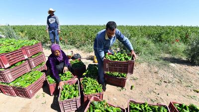 Chayeb, the chief farmer, said the Makthar model had helped his family and given his children better school meals and activities ranging from business skills and foreign languages to robotics and drama. 'Before, I was a seasonal worker on five or six-month contracts, always somewhere different,' he said. 'Now I work near where I live.'