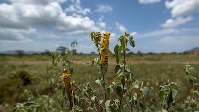 Desert locusts feed on plants in Nasuulu Conservancy, northern Kenya. AP Photo
