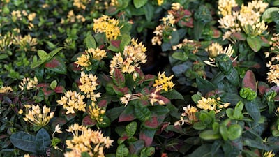 Yellow Ixora coccinea at the newly opened Dubai Garden Centre. Reem Mohammed / The National