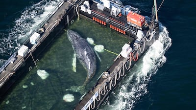The rescued humpback whale in a special barge along the Danish coastline enroute back to the North Sea after it beached on a sandbank near the city of Luebeck, in late March. AFP