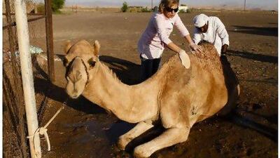 Sarab, a retired racing camel, now smells faintly of pine thanks to the extract of German, Russian and Norwegian pine trees used in the grooming product.
