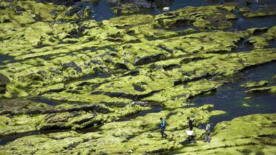 WWF warnts to expand seaweed farming. AFP/file