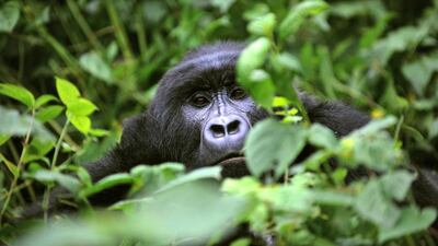 A gorilla looks on while relaxing in a clearing on the slopes of Mount Mikeno in the Virunga National Park. AFP