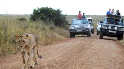 A lioness walks up a road in front of tourist vehicles at the Nairobi National Park on August 10, 2015. With all the attention on the cruel slaughter of Cecil the Lion by a US trophy hunter in Zimbabwe, the first international campaign to protect the imposing “king of beasts” kicked off in Kenya on World Lion Day to draw attention to the silent extermination of the big cats around the world. AFP