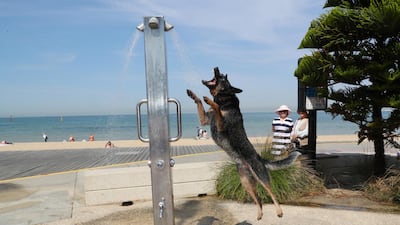 A dog cools off under a shower at St Kilda beach as a heatwave sweeps across the state of Victoria. EPA