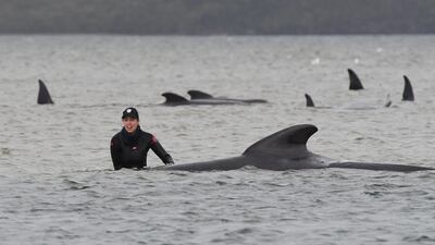 Rescuers work to save a pod of whales stranded on a sandbar in Macquarie Harbour on the rugged west coast of Tasmania. AFP