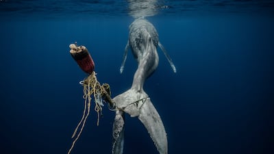 Hopeless by Alvaro Herrero Lopez, who won the Save our Seas Foundation Marine Conservation Photographer of the Year. Photo: UPY2023 / Alvaro Herrero Lopez