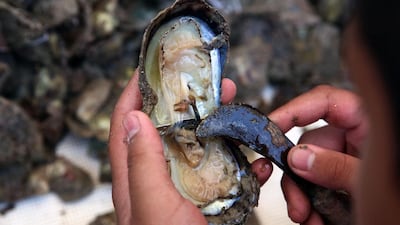 Kuwaiti divers look for pearls in shells they picked. Each year, dozens of young Kuwaitis go to sea in an attempt to preserve the tradition of pearl diving.
