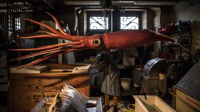 Head taxidermist at the Museum d'Histoire Naturelle Christophe Gottini uses a winch to lift a giant squid ahead of its restoration in Paris. The exhibition "Ocean, an unusual dive" will be held from April 3, 2019 to January 5, 2020 at the Grande Galerie de l'Evolution. AFP