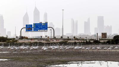 Pink flamingos feed in the mud flats at the Ras Al Khor Wildlife Sanctuary in Dubai, with the city skyline seen in the background. AFP
