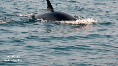 The sighting was hailed as a shining example of the emirate's marine biodiversity