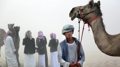 Breeders prepare for competition at the Al Dhafra Festival in December 2017. Satish Kumar for The National