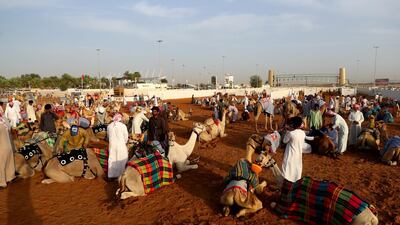 Handlers wait to race during Al Marmoom Heritage Festival.