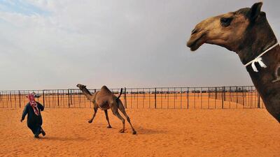 Reseachers found antibodies for Mers in three quarters of camel samples, and the Mers infection in camels matched that in humans. EPA/SPA / HO