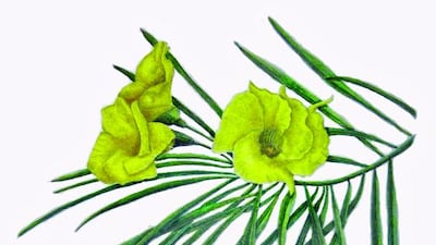 A illustration of yellow oleander. Kathleen Konicek-Moran for The National