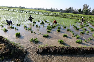 Egyptian farmers plant rice in Egypt's fertile Nile Delta, north of Cairo. EPA