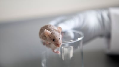 Scientists hope they have found a drug that can alleviate diabetes in humans after testing on mice. Getty Images