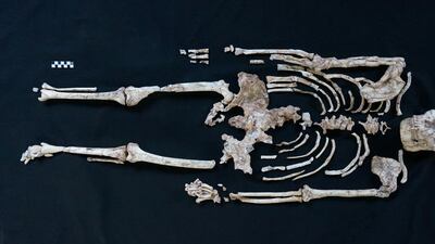 The skeleton of Little Foot in Sterkfontein, South Africa. A new study of the fossil cast light on human evolution. Reuters