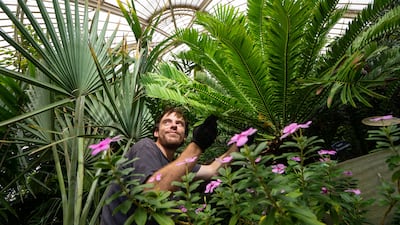 Kew Gardens in south-west London is celebrating another Guinness World Record title, as it now houses the largest living plant collection on Earth. Here, botanical horticulturalist Will Spoelstra tends to the gardens’ oldest plant, a prickly cycad (Encephalartos altensteinii) brought from South Africa in 1775. All photos: PA