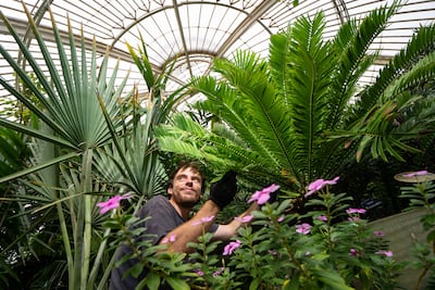 Botanical horticulturalist Will Spoelstra with Kew Garden's oldest plant: a prickly cycad (Encephalartos altensteinii). PA
