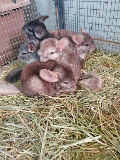 The Environment and Protected Areas Authority in Sharjah rescued 146 endangered animals and birds from smugglers. Courtesy: EPAA