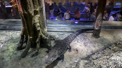 King Croc during a feeding session open to the public at the Dubai Aquarium and Underwater Zoo in Dubai Mall. Parisa Azadi for The National
