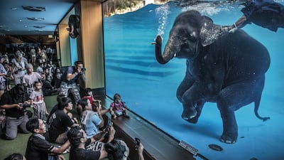 Elephant in the room by Adam Oswel won Wildlife Photographer of the Year: Photojournalism Award. Adam Oswelr / Wildlife Photographer of the Year