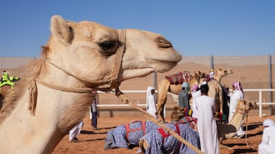 Saudi Arabia is home to 1.8 million camels, providing plenty scope to utilise natural biowaste for research and potential medical treatments. Reuters