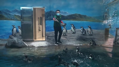 An employee wearing a face mask feeds penguins at the Wuhan Zoo which has been closed following an outbreak of the novel coronavirus disease (COVID-19), in Hubei province, China. REUTERS
