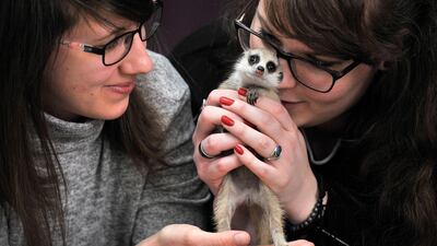 Zulu, the youngest meerkat of Budapest Zoo is nurtured by her caretaker Fruzsina Kiss (R) and her colleague Zita Fulop (L) in Fruzsina's home in Budapest, Hungary. The little more than one-month old pup is raised by zoo staff as youngsters of subordinate parents generally stand a bleak chance of survival in the meetkat clans, which are highly hierarchical, and mostly their dominant couple reproduce. EPA