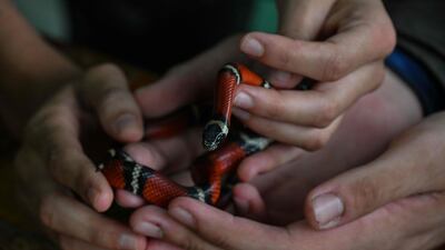 In this clinic, patients with autism and other disorders receive an atypical reptile treatment that helps them to relax and improve things such as their communication skills