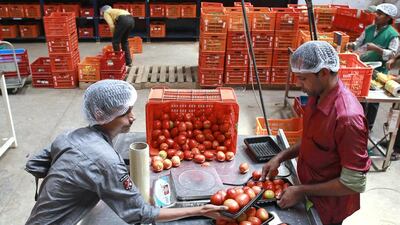 Employees arrange tomatoes before weighing them at a BigBasket warehouse on the outskirts of Mumbai. Danish Siddiqui / Reuters