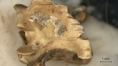 Fossil snake vertebrae found at El Wad Terrace. Photo: Ma'ayan Lev