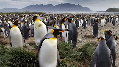 Sailing to the wall of penguins, South Georgia - South Georgia in the southern Atlantic Ocean has no permanent human inhabitants, but more than enough king penguins to go around. Hundreds of thousands of them can be found during the Northern Hemisphere winter on the Salisbury Plain coastal strip alone, nurturing chicks until they are ready to fend for themselves. Corbis