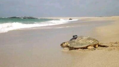 A Hawksbill turtle with a satellite tracking device leaves Masirah island in Oman after laying her eggs.