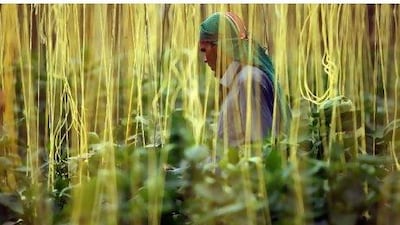 A farm worker tends to the pepper crop on a farm in Liwa. The scarcity of natural resources handicaps food production in the UAE. Sammy Dallal / The National
