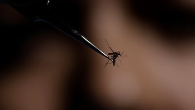 Researchers have found that mosquitoes in the Emirates are becoming resistant to deltamethrin, a key insecticide.