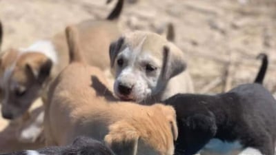 The puppies were shot at in Abu Dhabi. Animal Action UAE