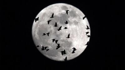 A flock of birds flies over the sky of Rome, Italy. Massimo Percossi / EPA.