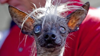 Jason Wurtz from Encino, California, holds SweePee Rambo who took second place. Peter DaSilva / EPA