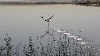 Al Wathba Wetland, in Abu Dhabi emirate, which is one of four nature reserves to be formally recognised with Royal decrees. Ravindranath K / The National